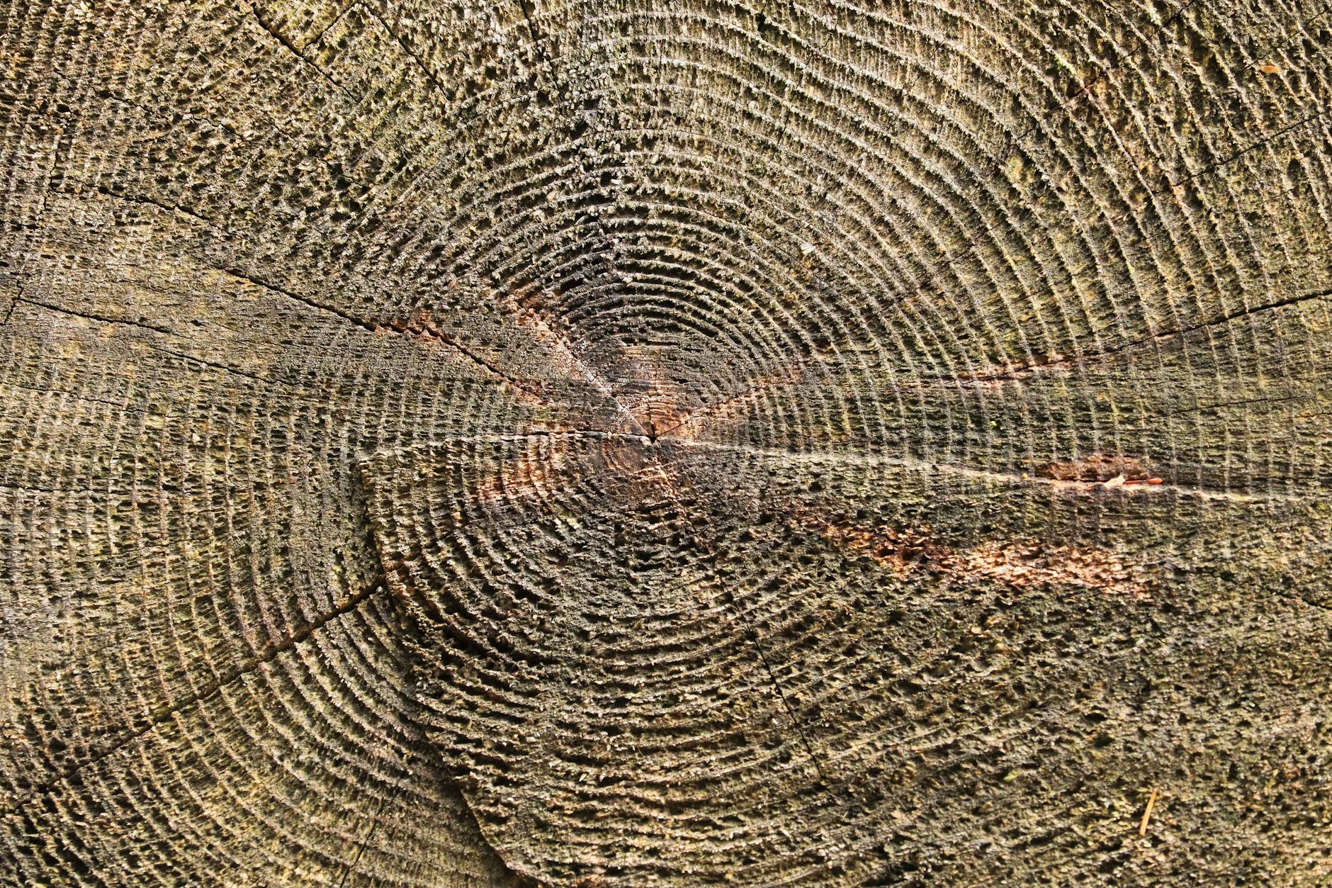Detailed texture of tree trunk showing growth rings, symbolizing age and nature's cycle.